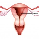 Uterus B